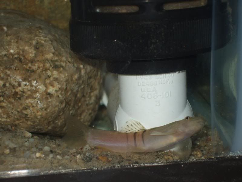 fish027.jpg