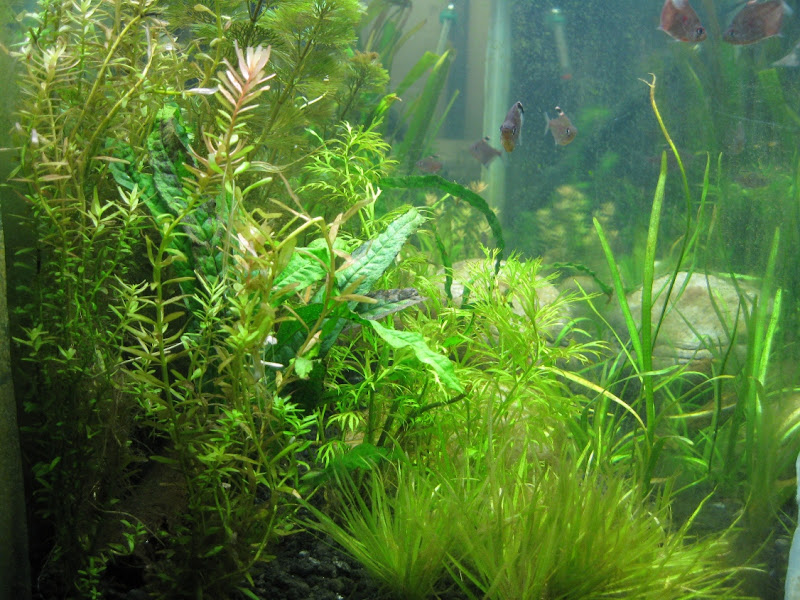 tankdepth20100811.jpg