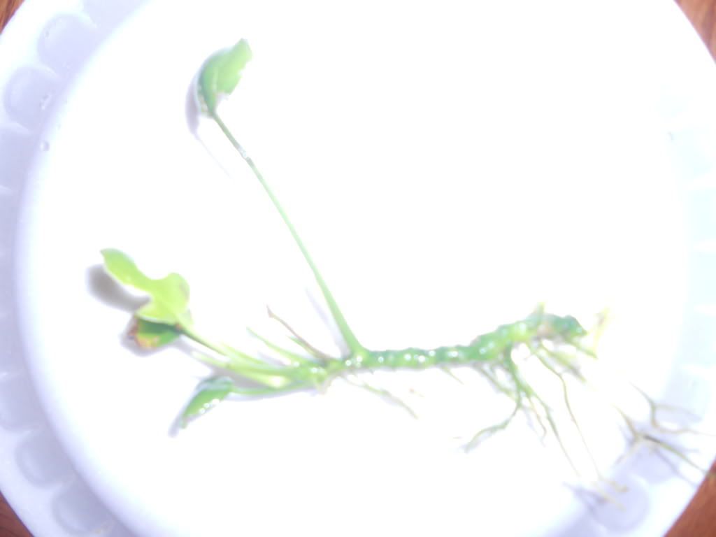 DSCN6110.jpg
