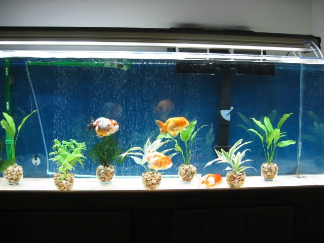 fishtank015.jpg