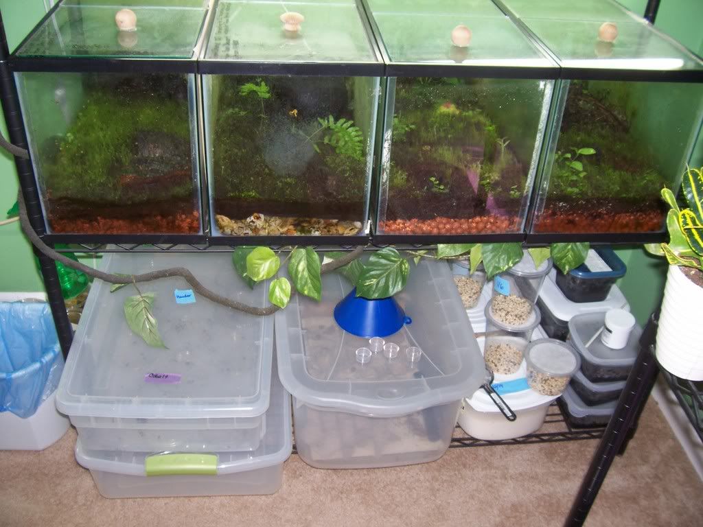 FrogtanksFeb4010.jpg