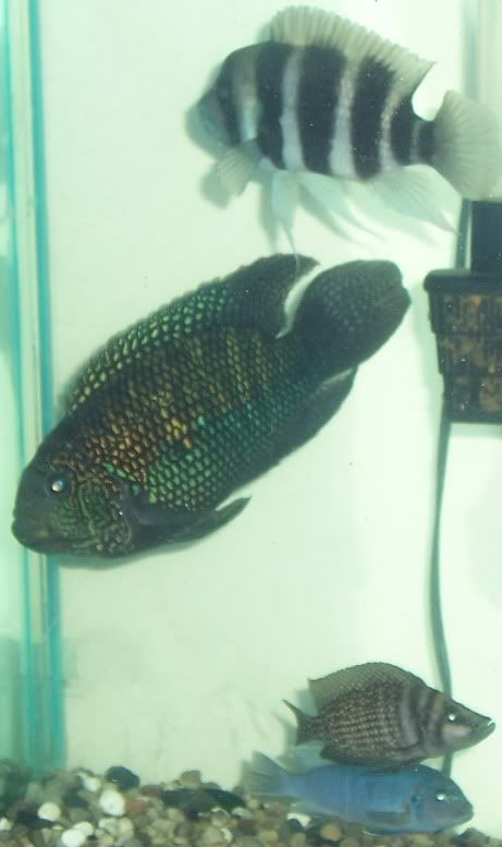 Fish2010.jpg