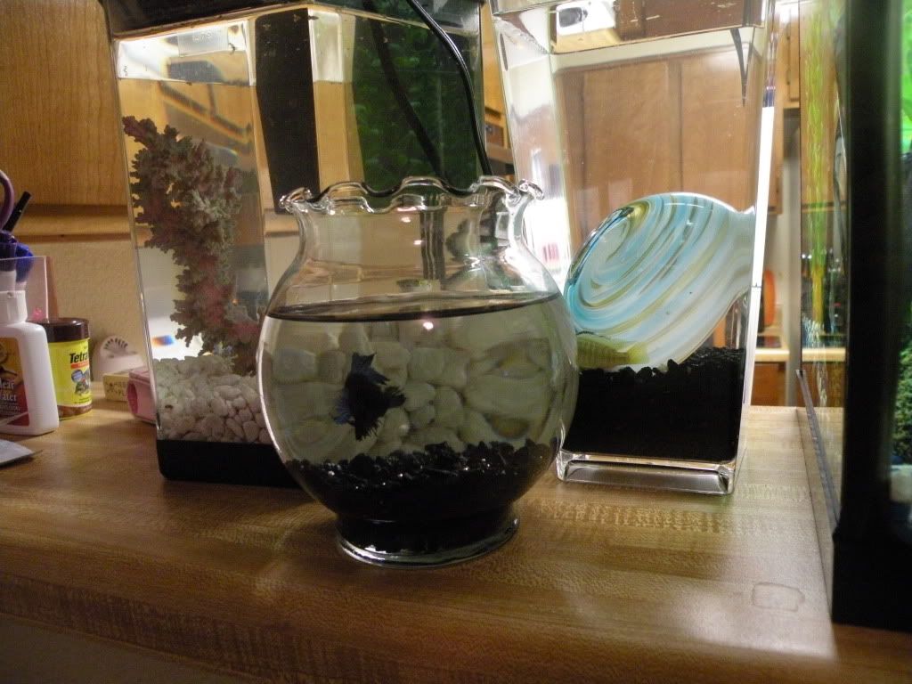 DSCN7019.jpg