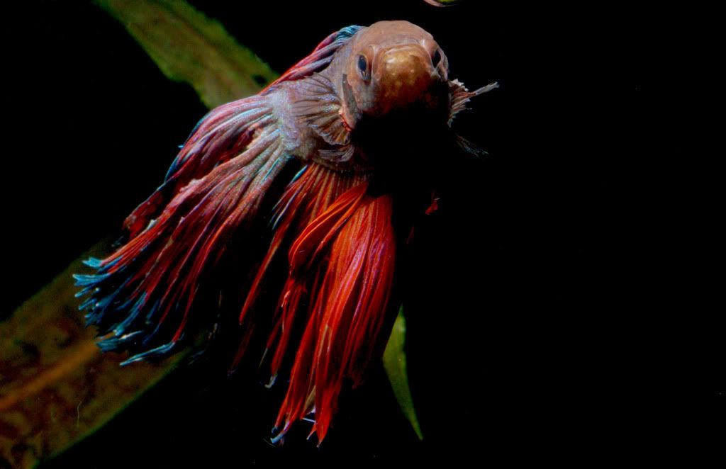 betta85.jpg