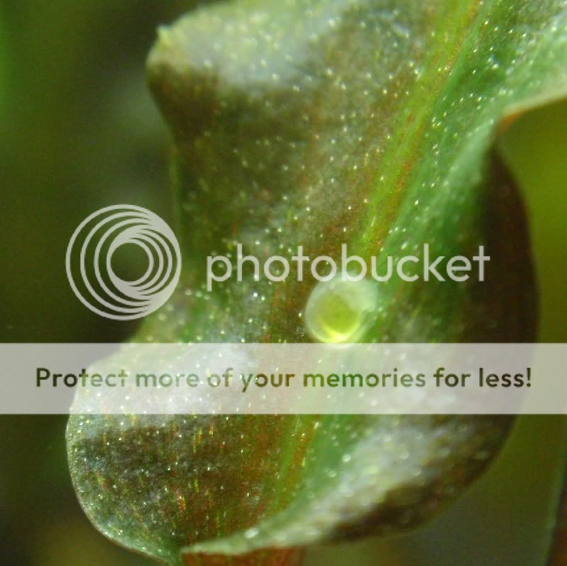 OtoEggs2_091610-1.jpg