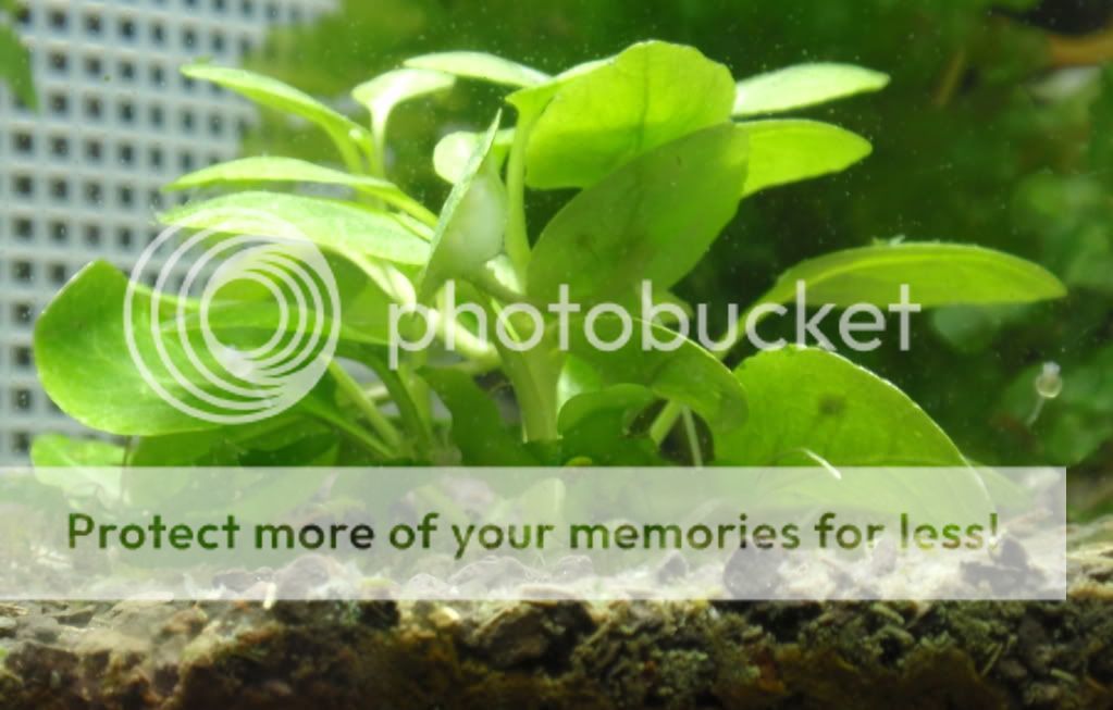 BabyOto2_100409.jpg