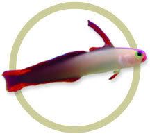 purplefirefish.jpg