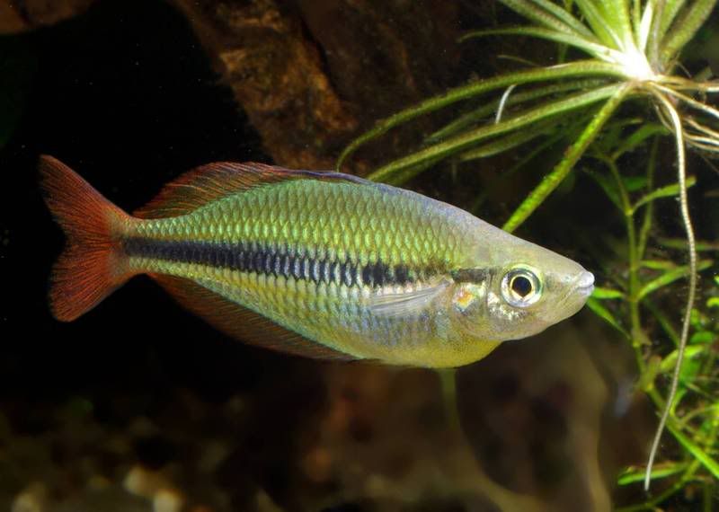 rainbow39.jpg