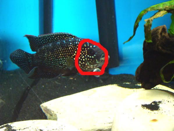 KouasMaleJackDempsey.jpg