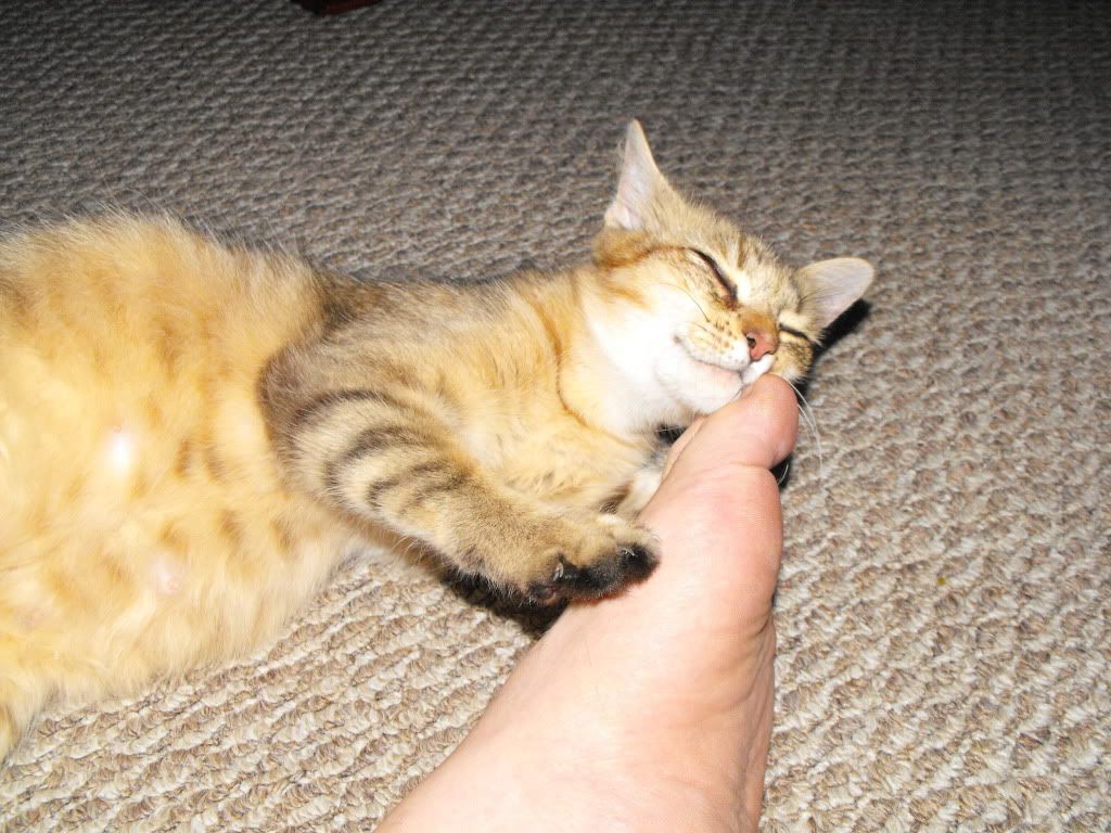 catfuzzy7003.jpg
