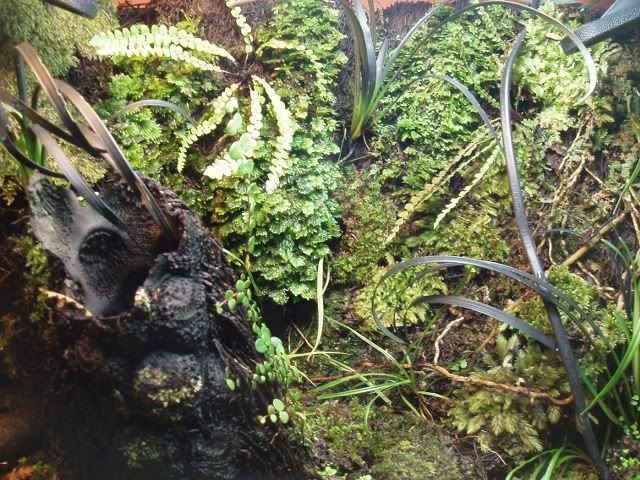 moss_640x480.jpg