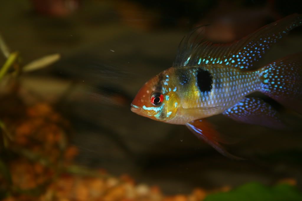 FishTanksRams017.jpg
