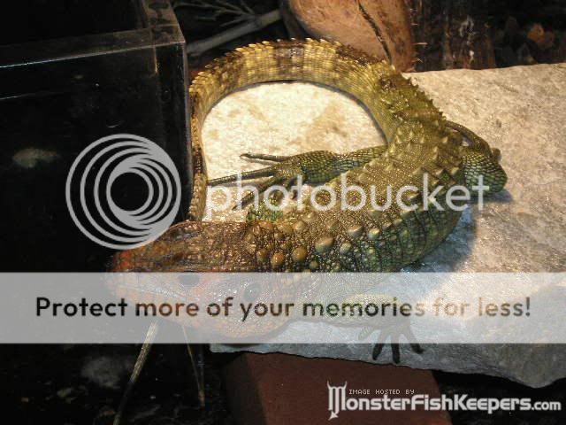 reptiles20115.jpg