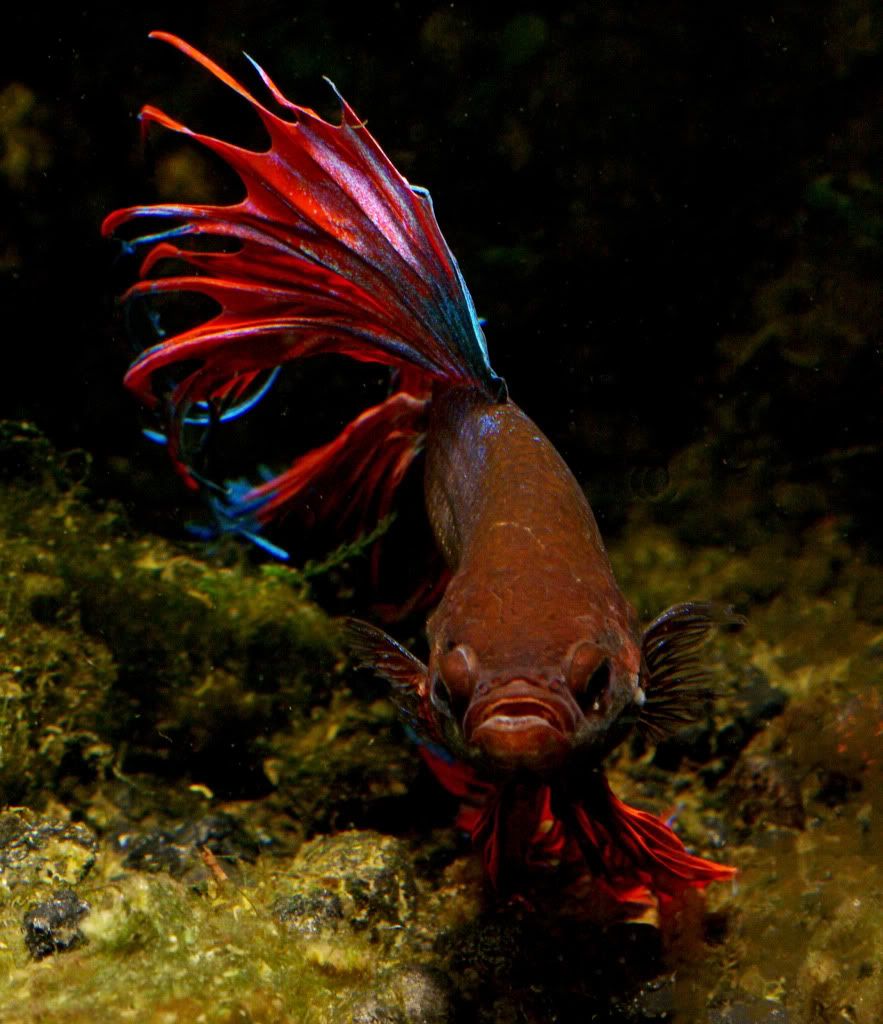 betta71.jpg