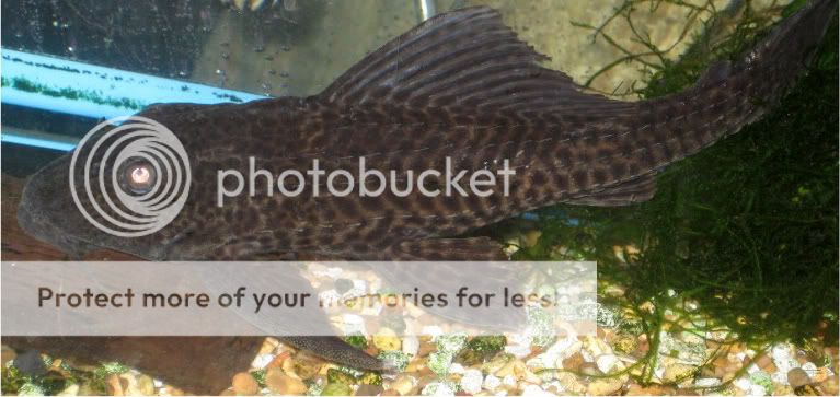 pleco001.jpg