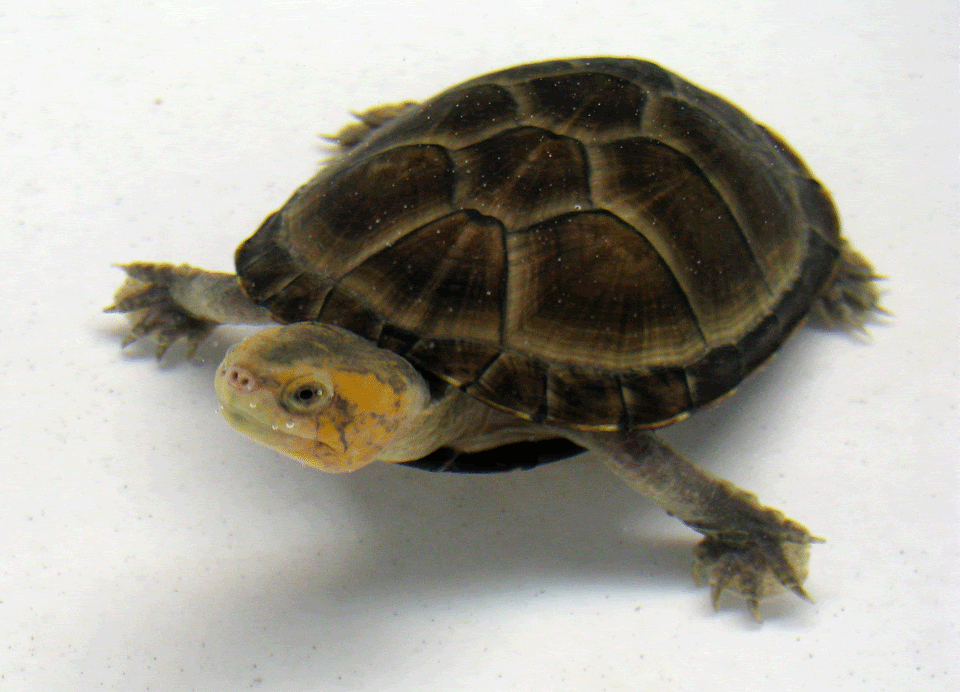 Red-Cheek-Mud-Turtle5.gif