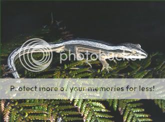 geckoCoroStriped330.jpg