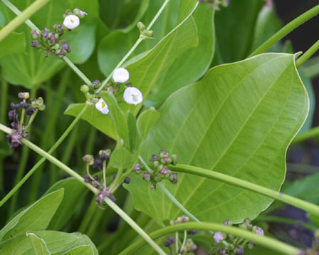 Echinodorus-grandiflorus.jpeg