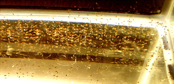 i-s7VVt8S-L.jpg