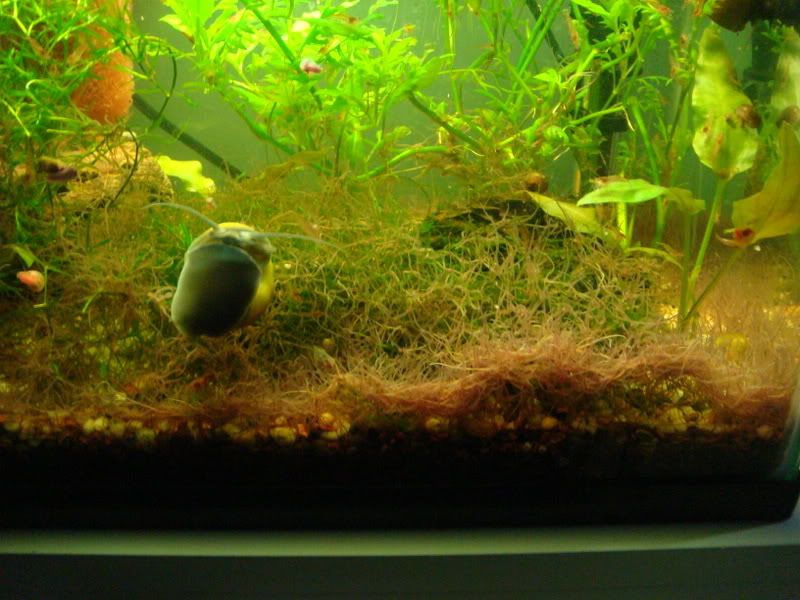 03-23-08_Worms_3.jpg