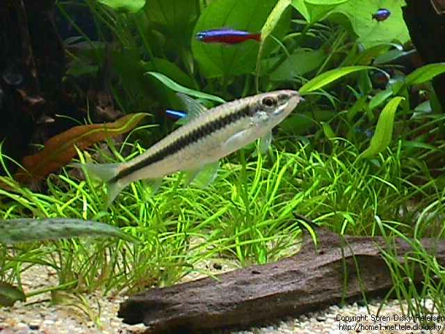 siamensis4.jpg