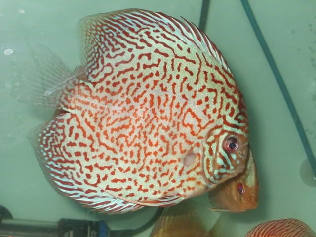 DSCF1704.jpg