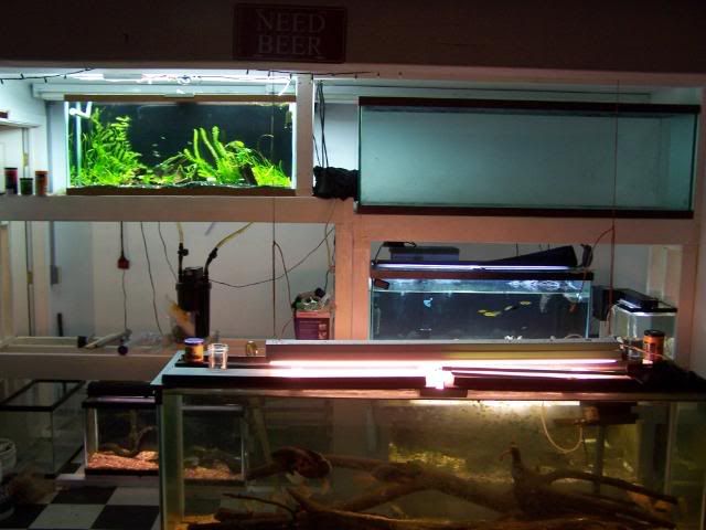 fishwall050.jpg