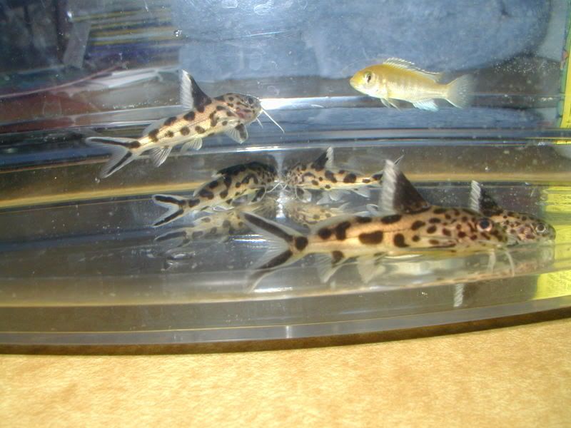 4945786a.jpg