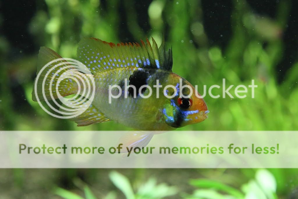 PictureT1i_3128_2.jpg