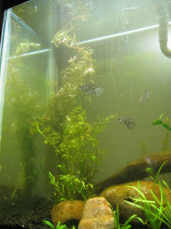 rotala.jpg