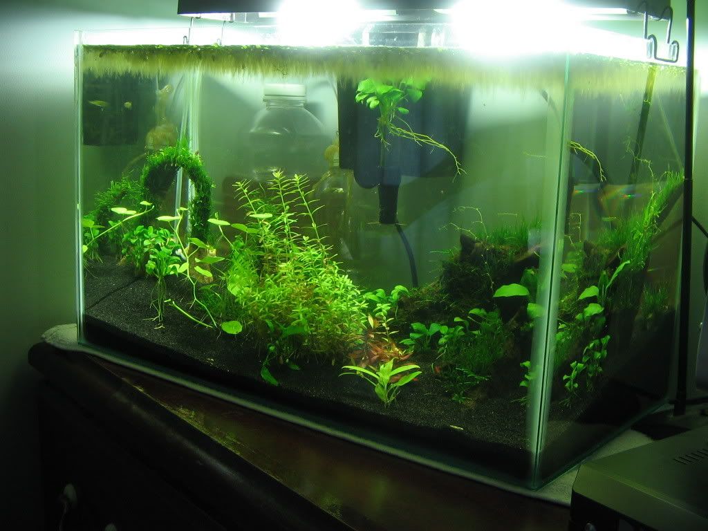 vacgrow011.jpg
