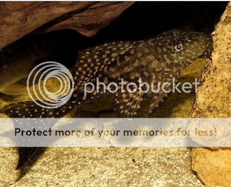 Some bottom dwellers