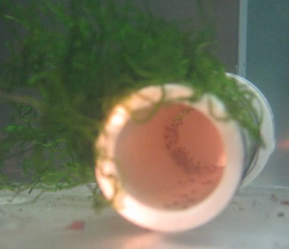 Eggs.jpg