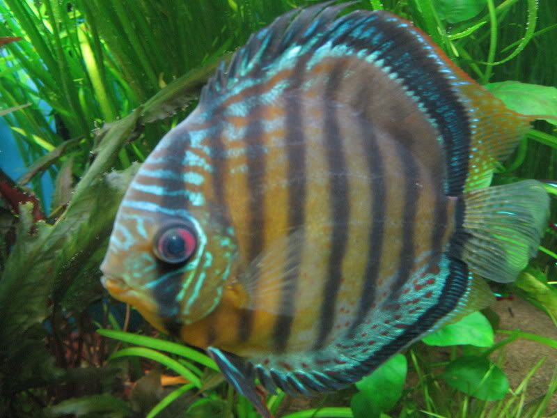 Discus02-16-09008.jpg