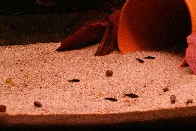 fishy.jpg