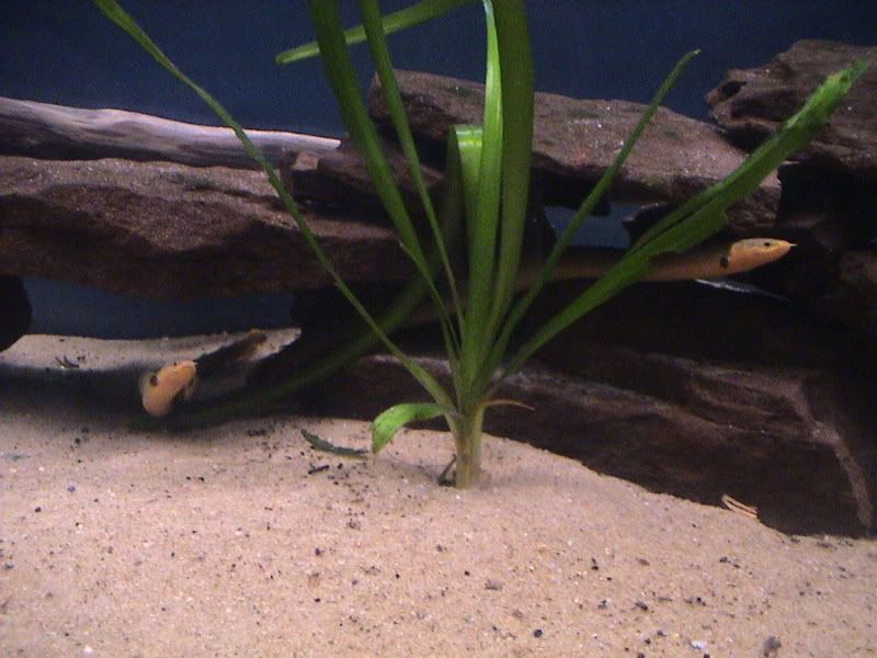 fish056.jpg