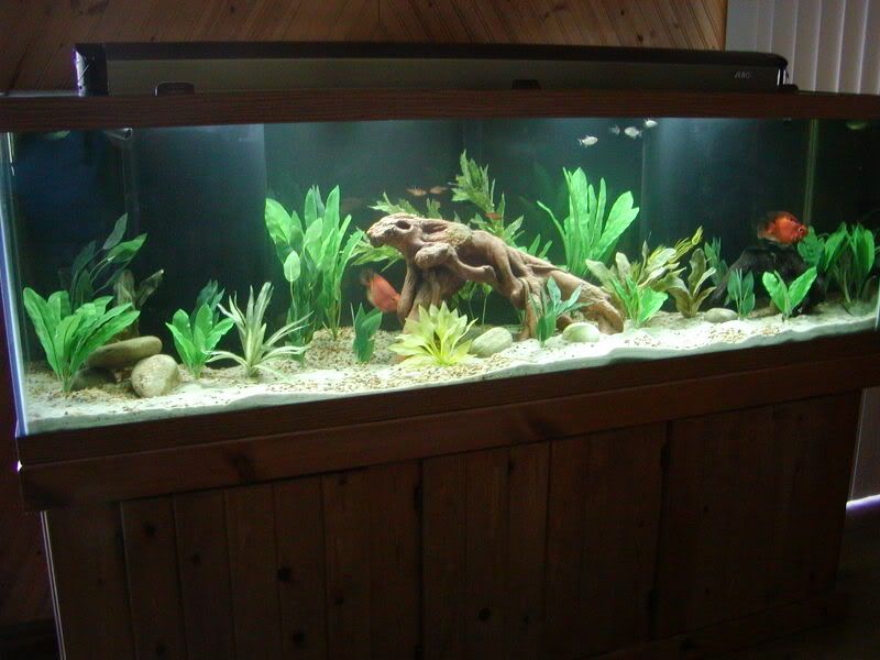 fishtank125045.jpg