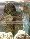 pleco2.jpg