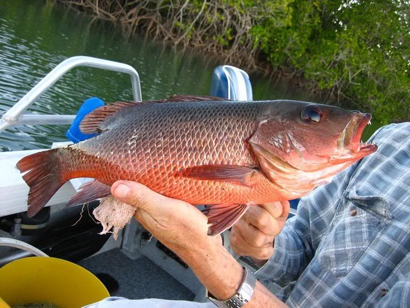MangroveJack2.jpg