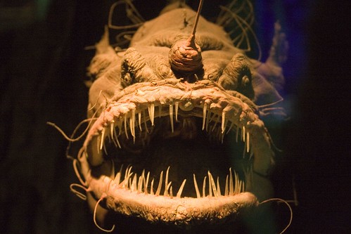 Really mean looking fish. Post some pics | AquariaCentral.com