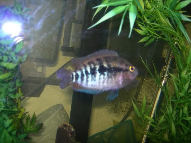 SoloshotRainbowCichlid22k6-4-27.jpg