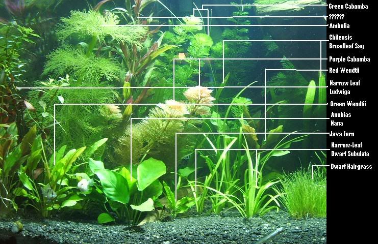 plantsLeft.jpg