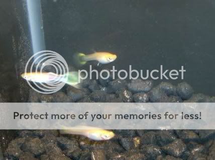 guppies1101.jpg