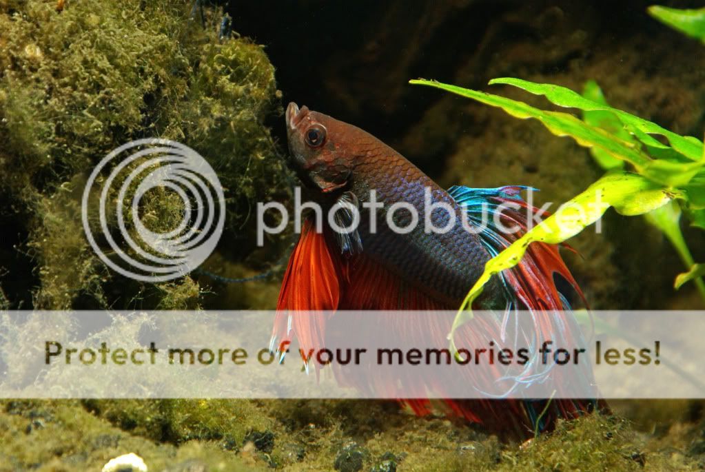 betta27-3.jpg