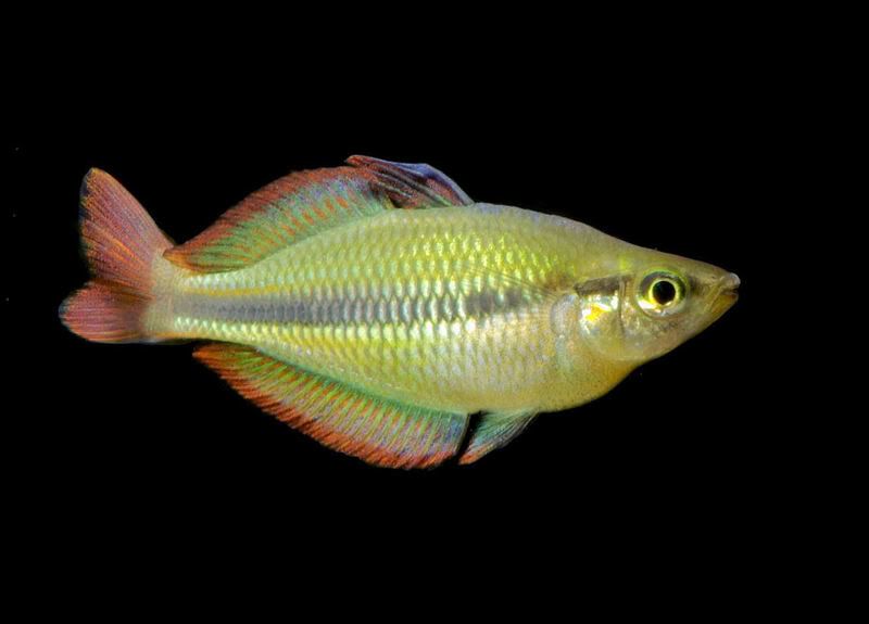 rainbow38.jpg