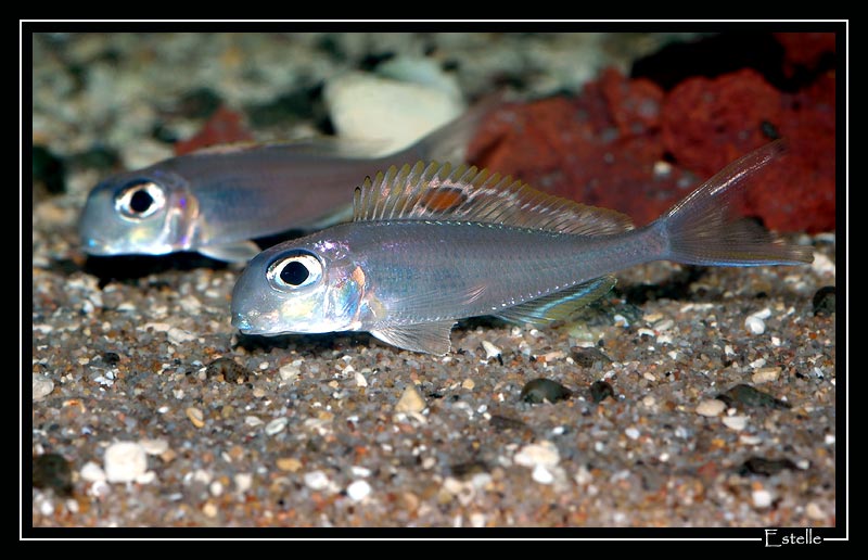 xenotilapia-red-princess-8.jpg
