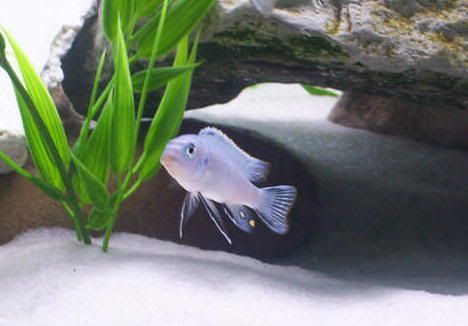 fish2.jpg