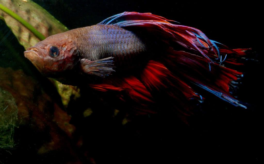 betta84.jpg
