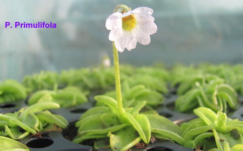 primulifolaflower.jpg
