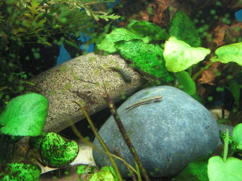 gobiesandhillstreams09-01-12004.jpg